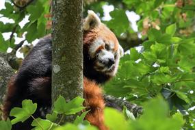 red panda in green leaves