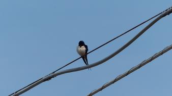 swallow sits on high-voltage wires against the sky