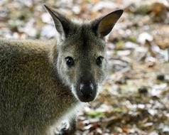Wallaby De Bennet Close Up
