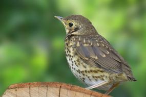 Thrush Bird on wood at green background