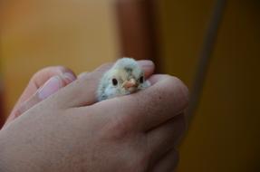 Chicken Yellow Hand Close