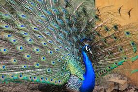 beautiful colors of Peacock plumage