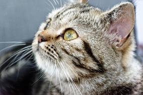 Cat British Shorthair Breed