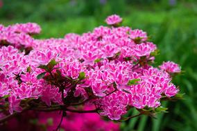 Flowers Bokeh Macro
