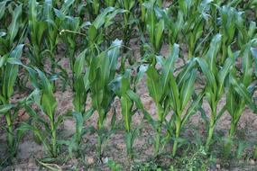 Field Corn A Of