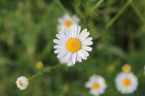 Chamomile Village Macro Daisies In