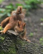 squirrel is climbing up a tree in the park