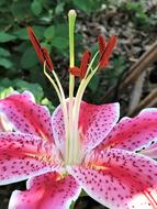 Pink And Purple Flower Lilly