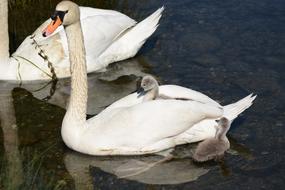 Swan Birds Water