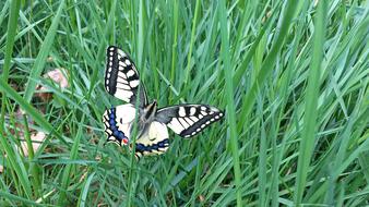 The yellow butterfly on the green grass is beautiful