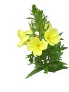 Evening Primrose Cut