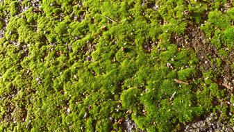 Moss Growing On