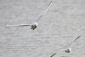 Seagull Bird Flight Water black and white