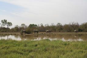 Ghana Elephants Natural Reserve