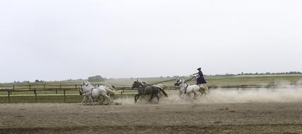 Puszta Horse Farm Hungary
