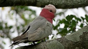 Bird Galah grey red