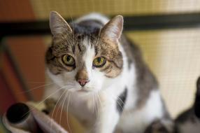 domestic curious cat on a blurred background