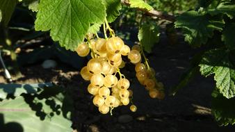 Currants Ribes Aureum Yellow