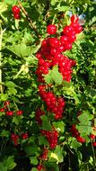 Currants Red Currant