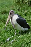 Marabou Bird