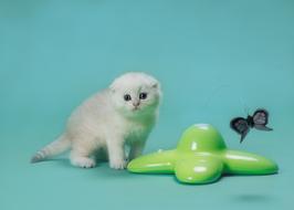 white kitten at the photo shoot