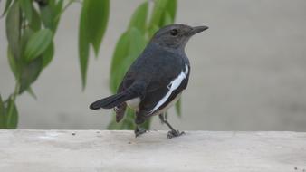 Bird Roof grey