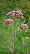 Valerian High Perennial German