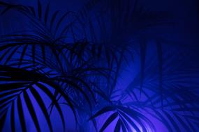 palm leaves on blue background