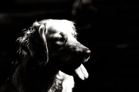 Black and white photo, with the portrait of the cute and beautiful dog, in light