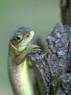 The Lizard Reptile Green