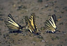 Butterfly Dovetail Drink