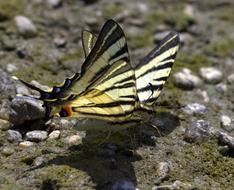 Butterfly Dovetail Drink