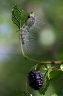 Caterpillar Millipede Duda