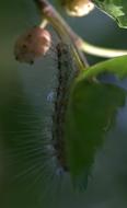 Caterpillar Millipede Duda