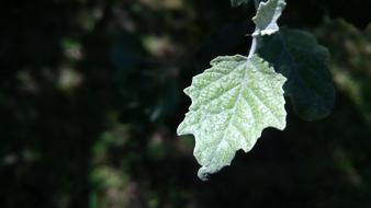 Leaf Tree