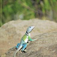 Reptile Lizard Colorful