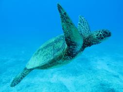 Hawaii Eco Tour