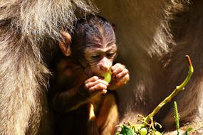 Baby Monkey Barbary