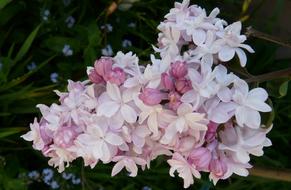 Pink Double