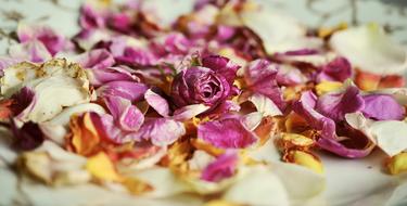 dried flowers on the table