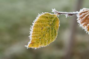 Frost Beech Leaf Fall