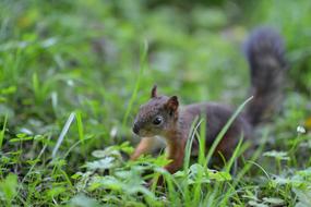 Squirrel Animals