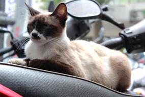 Cute, colorful and beautiful, fluffy cat, sitting in light