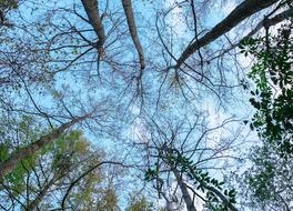 Tree Sky