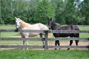 white and black horses behind the fence