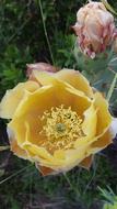 Cactus Blossom
