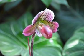 Singapore Orchids Botanical