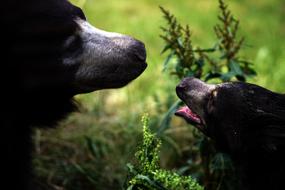 two Bears face to face, Mother and cub