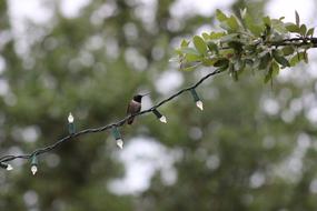 hummingbird on a wire on a blurred background
