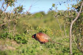 pheasant in the wild